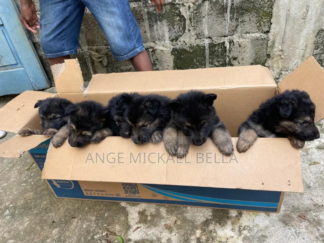 0-1 mois Homme Pure race German Shepherd