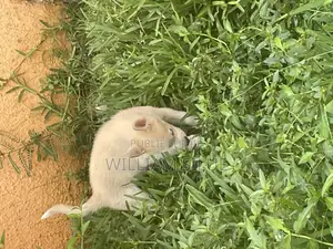 Photo - 1-3 mois Homme Pure race Siberian Husky