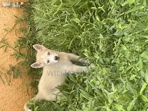 1-3 mois Homme Pure race Siberian Husky