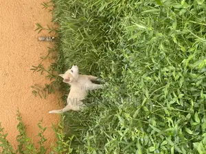 1-3 mois Homme Pure race Siberian Husky