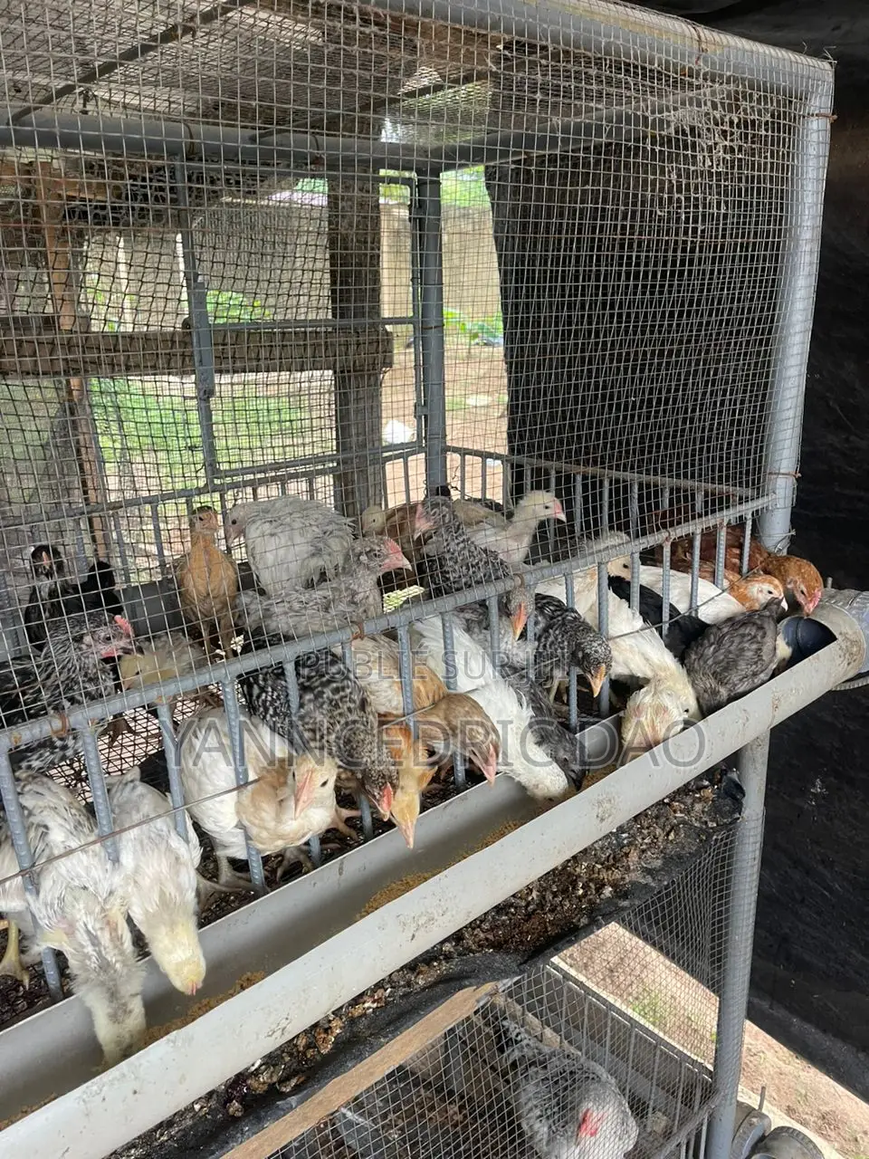 Âge 1 Mois Déjà Chauffé Et Vacciné