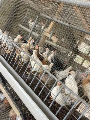 Âge 1 Mois Déjà Chauffé Et Vacciné