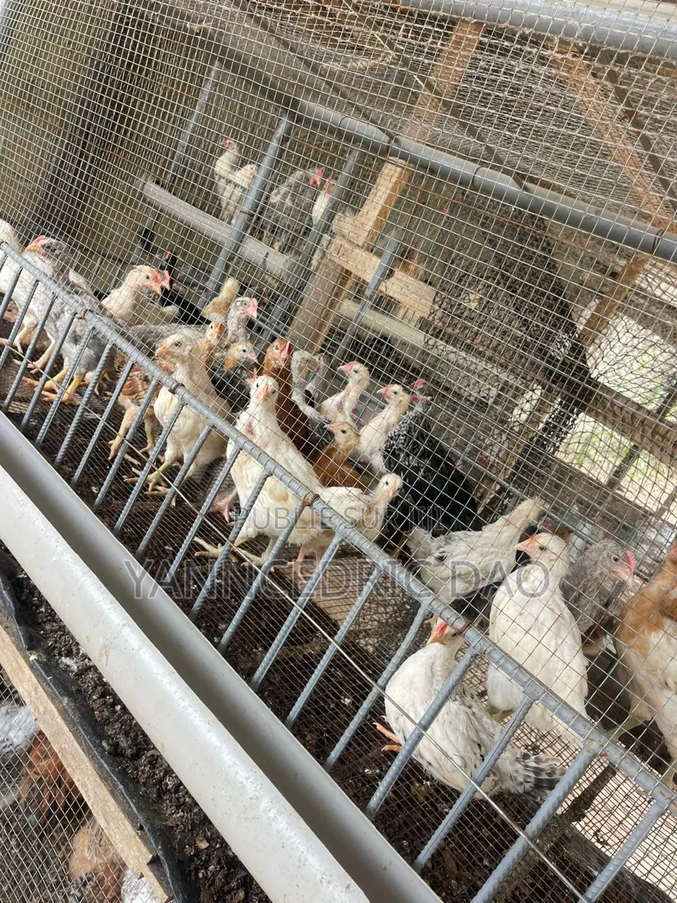 Âge 1 Mois Déjà Chauffé Et Vacciné