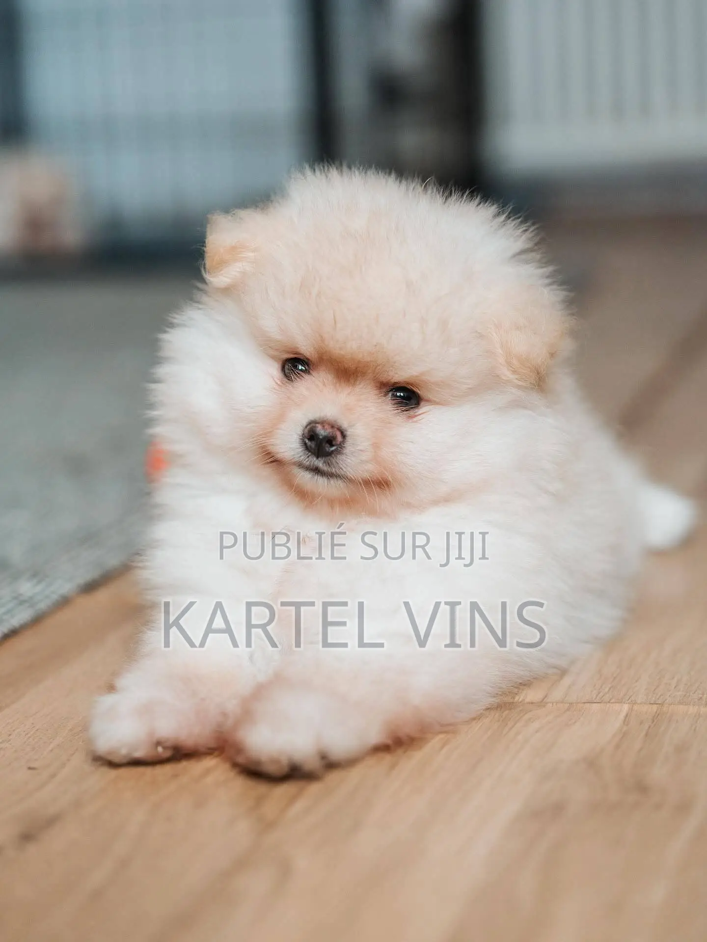 1-3 mois Homme Pure race Finnish Spitz