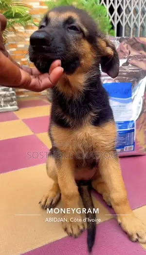 Photo - 1-3 mois Homme Pure race German Shepherd