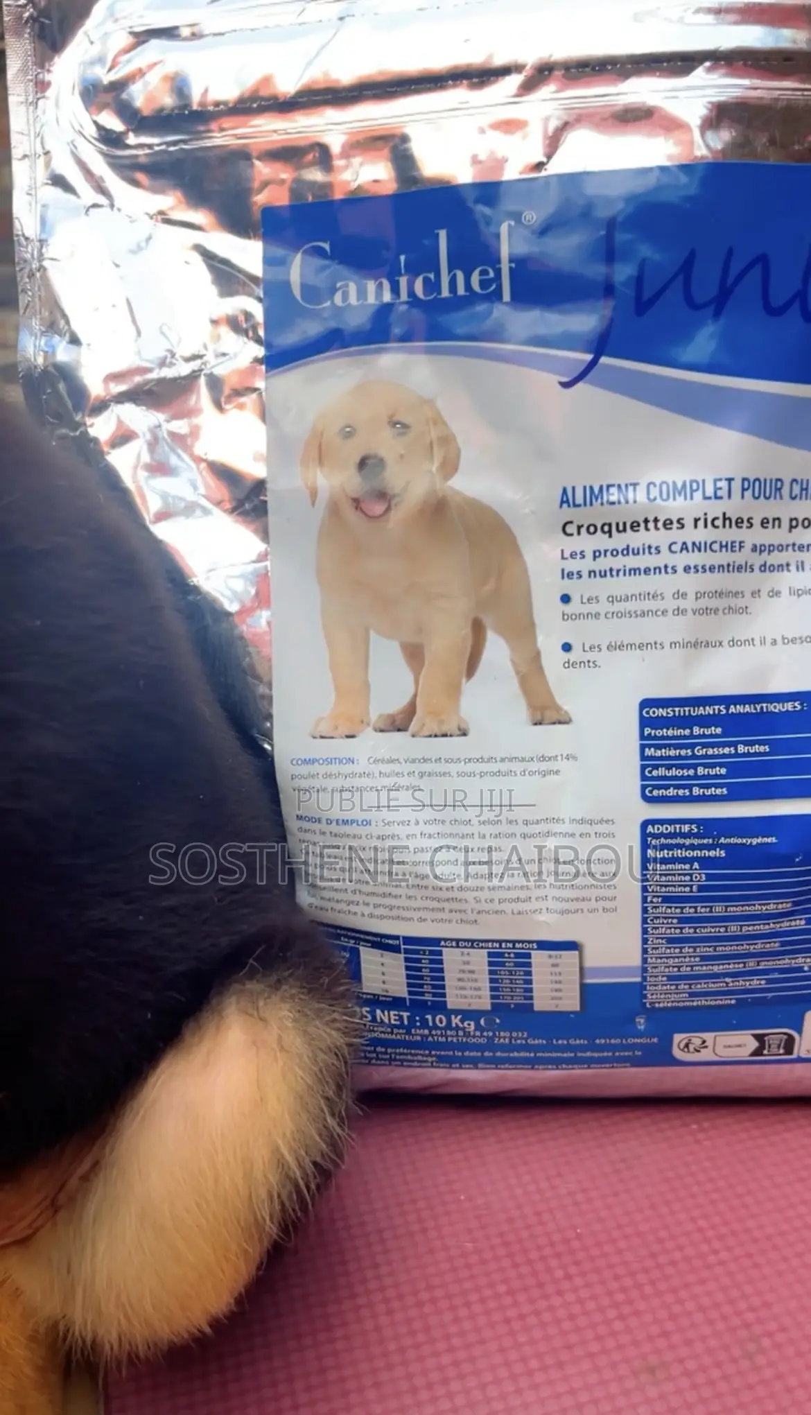 1-3 mois Homme Pure race German Shepherd