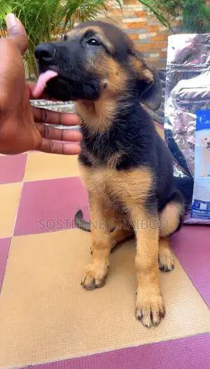 1-3 mois Homme Pure race German Shepherd