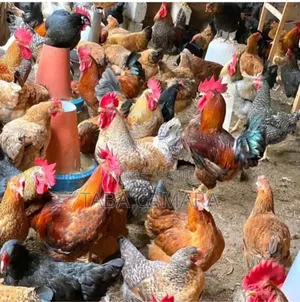 Poulet Africain Local Amélioré