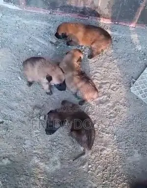 Photo - 1-3 mois Homme Pure race Belgian Malinois