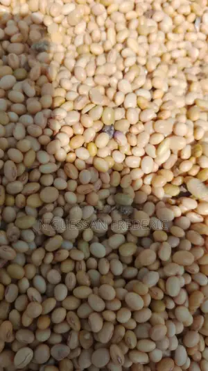 Soja Blanc Disponible Livraison Partout en Côte d'Ivoire