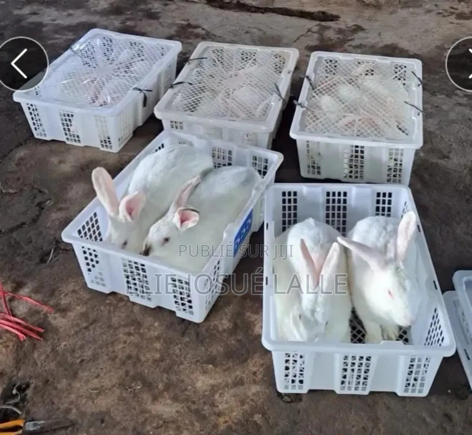 Vente De Lapins De Qualité – Élevage Professionnel