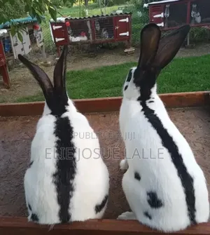 Photo - Vente De Lapins De Qualité – Élevage Professionnel