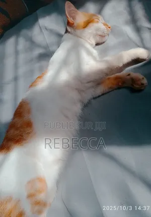 3-6 mois Homme Pure race American Curl