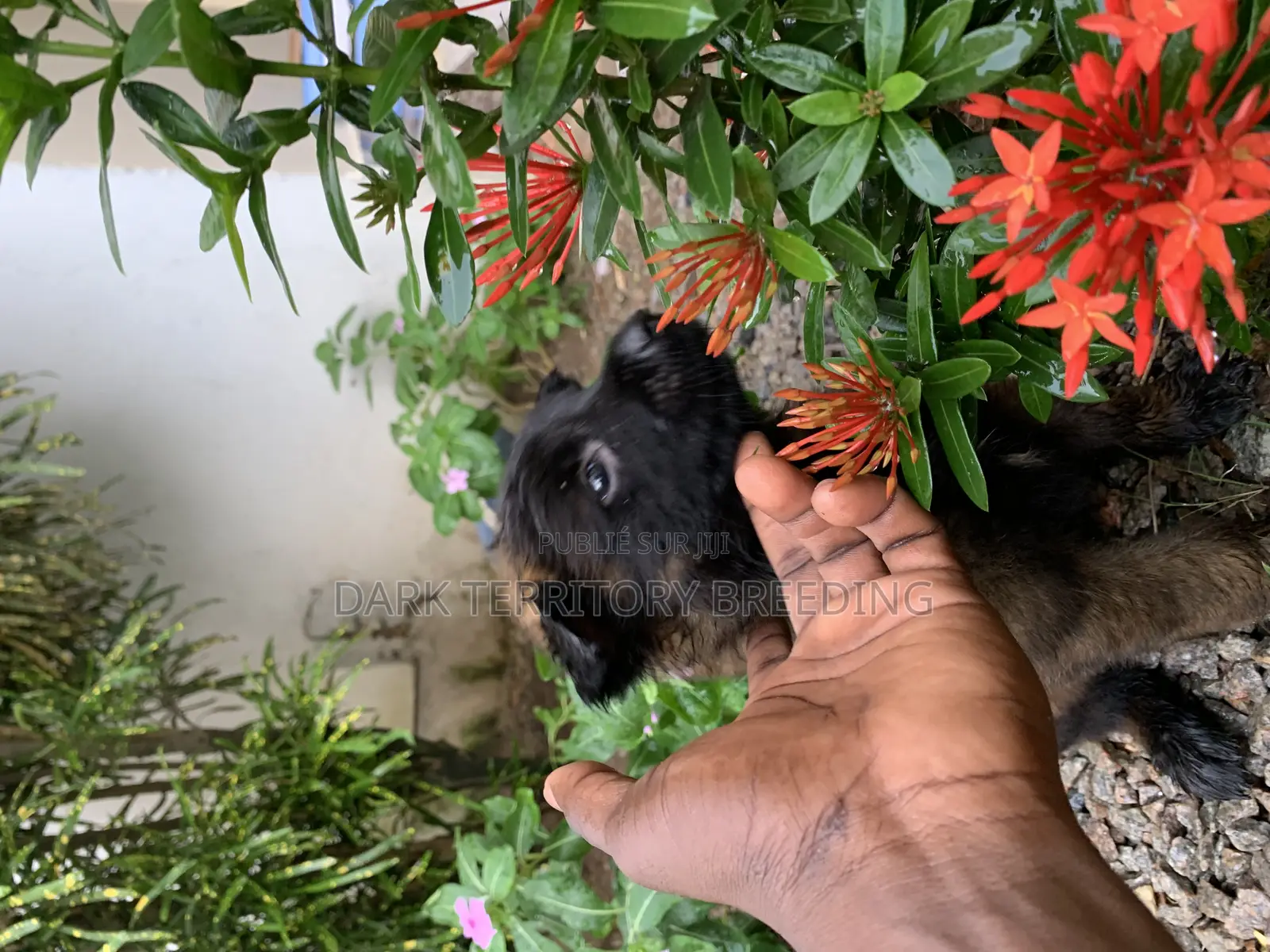 0-1 mois Femme Pure race Belgian Malinois