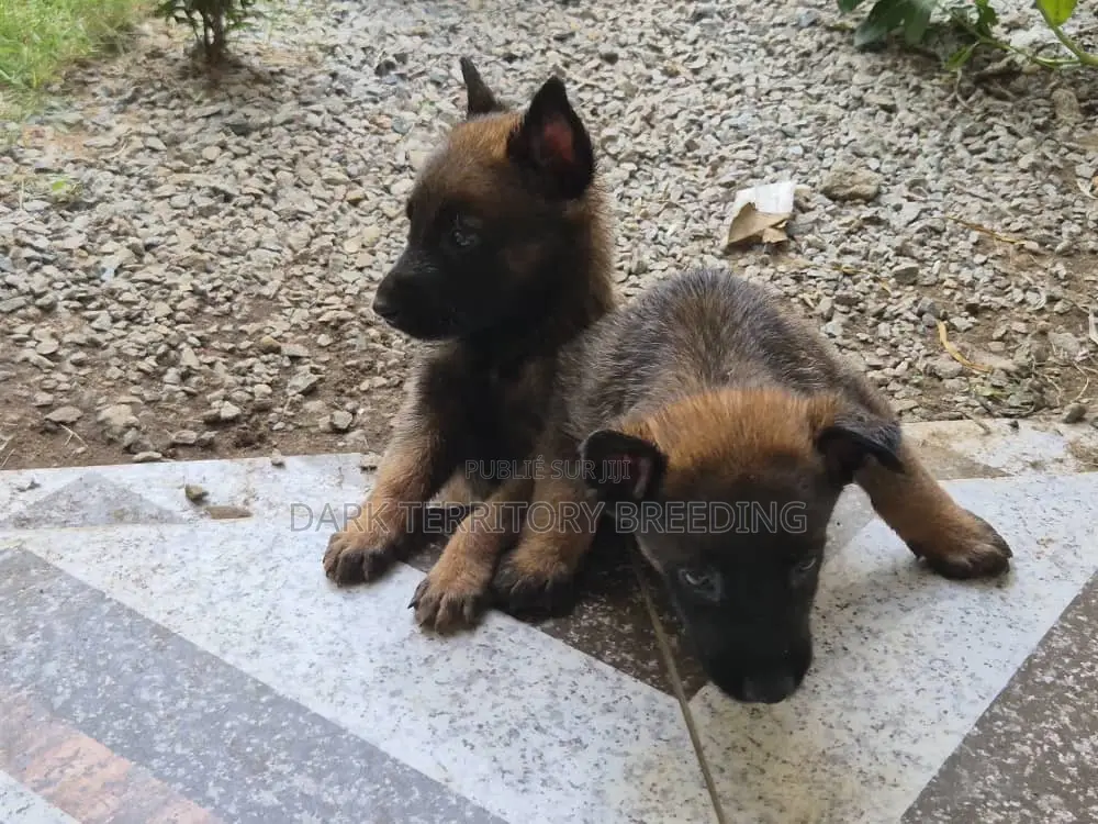 0-1 mois Femme Pure race Belgian Malinois