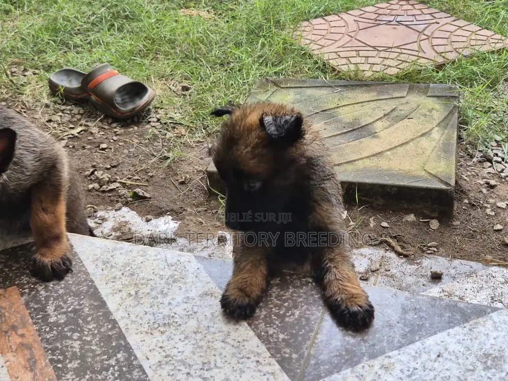 0-1 mois Femme Pure race Belgian Malinois