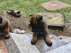 0-1 mois Femme Pure race Belgian Malinois