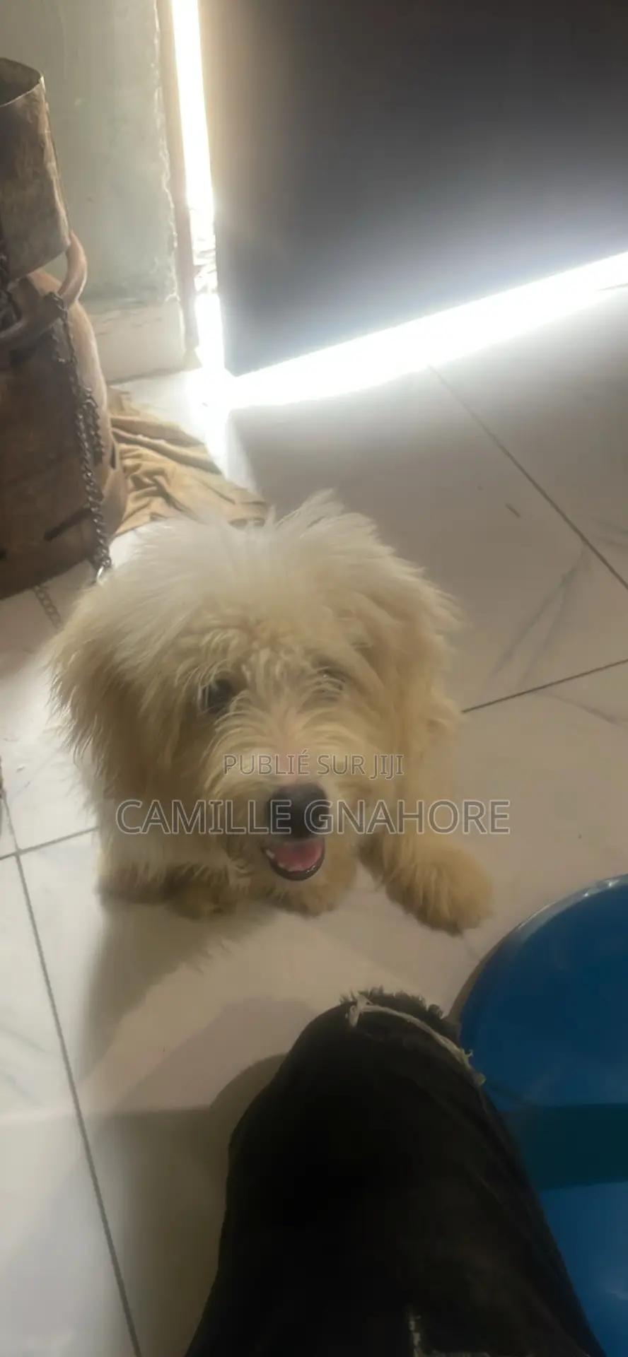 3-6 mois Homme Pure race Coton de Tulear