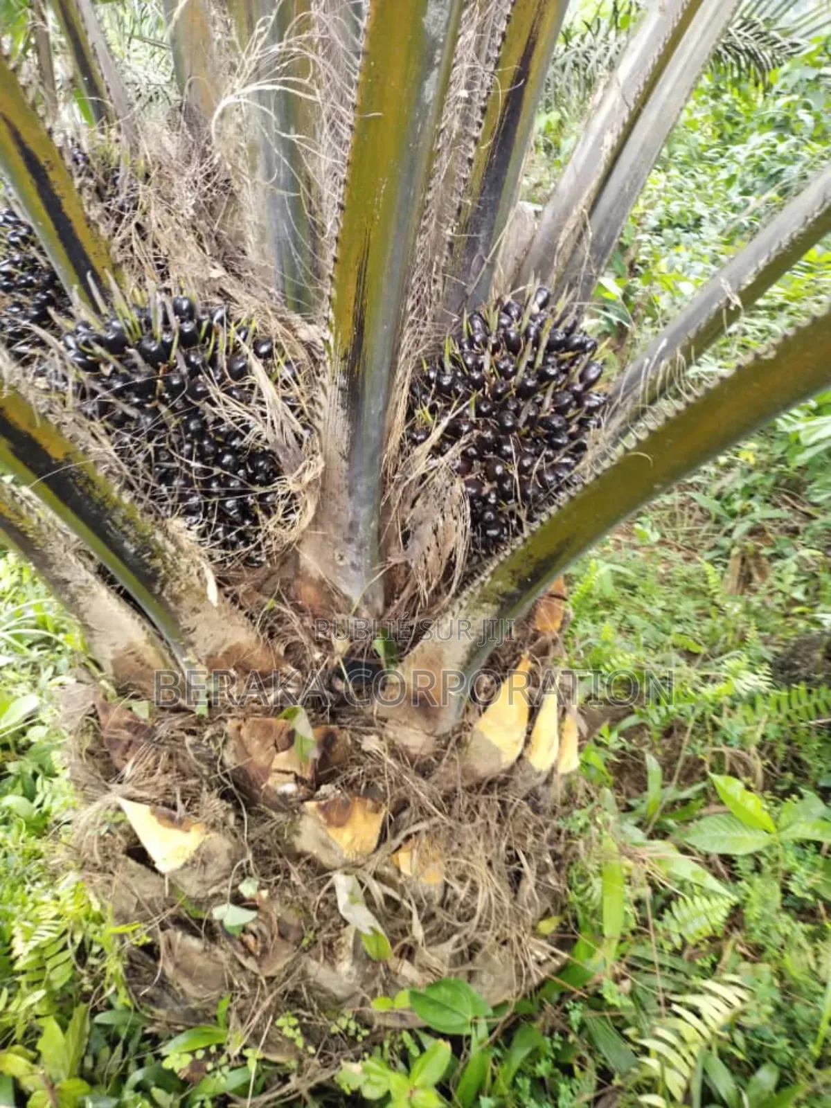 1000ha De Palmier en Vente a Grand Bereby