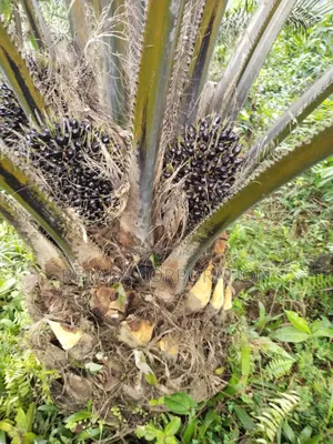 1000ha De Palmier en Vente a Grand Bereby