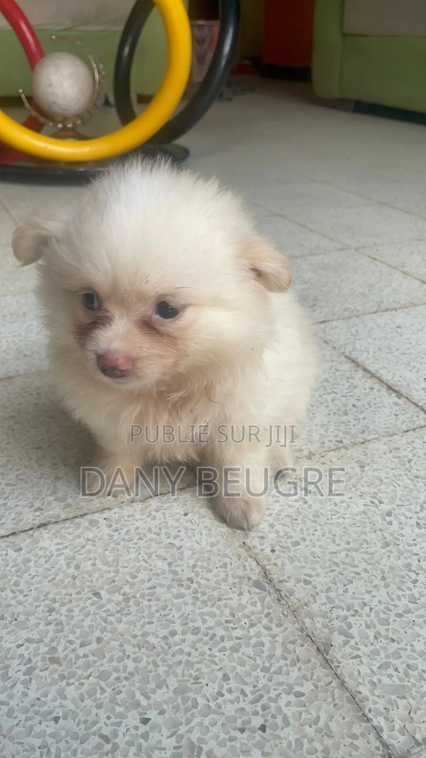 1-3 mois Femme Pure race Dog