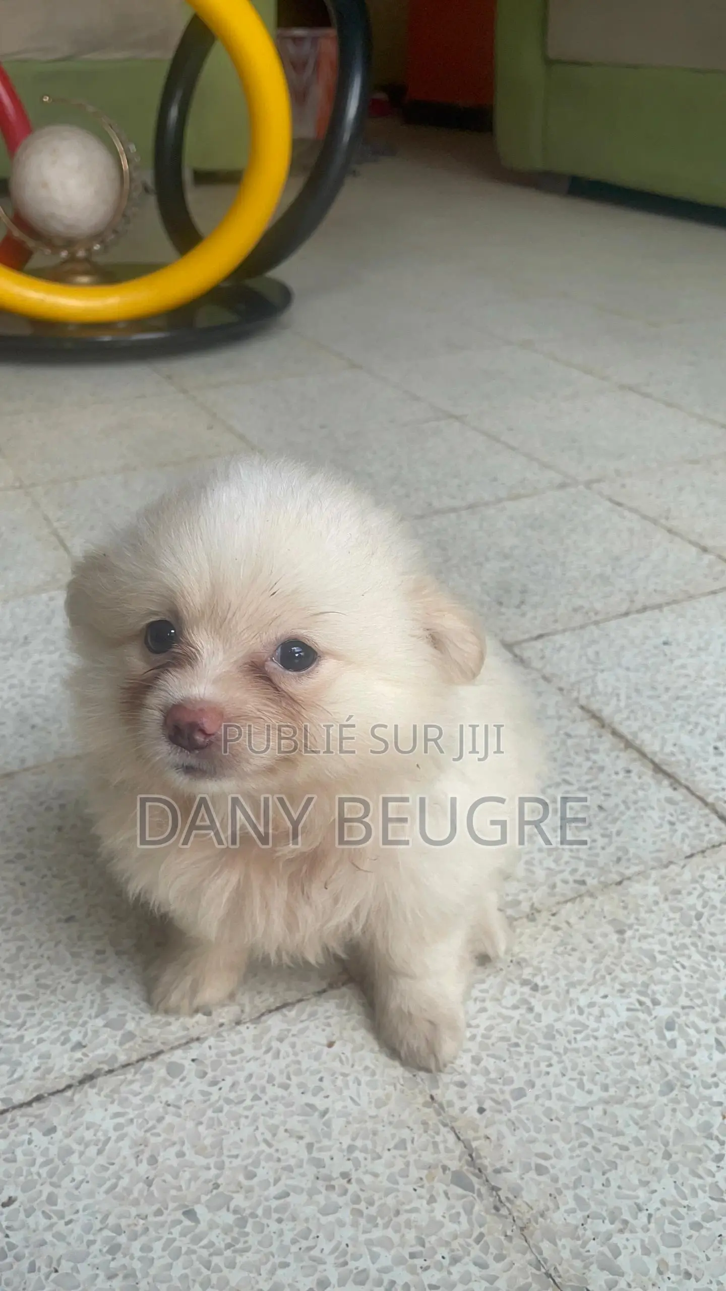 1-3 mois Femme Pure race Dog