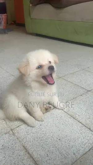 1-3 mois Femme Pure race Dog