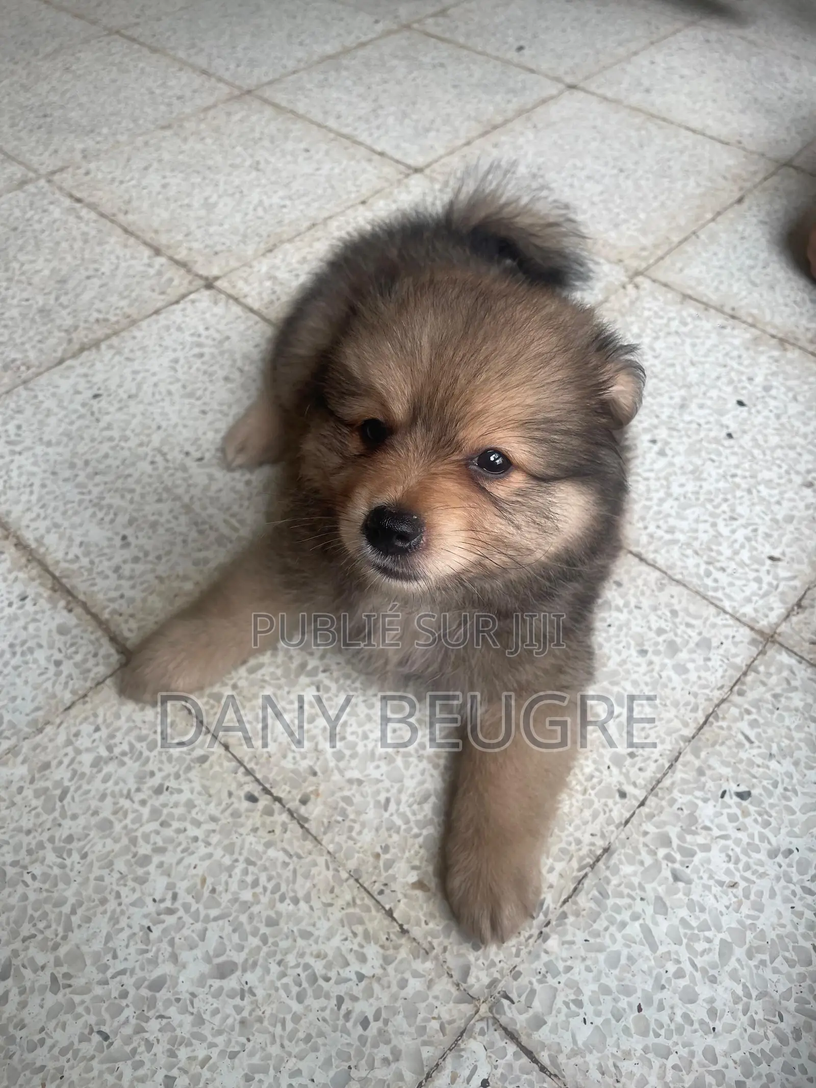 1-3 mois Femme Pure race Dog