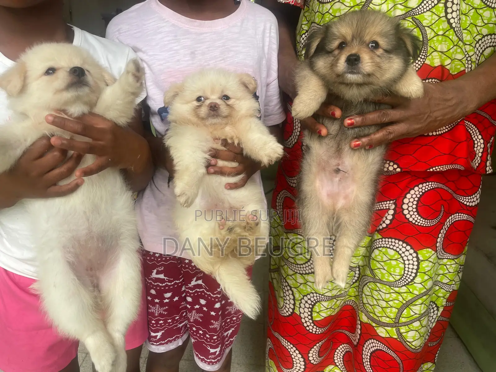 1-3 mois Femme Pure race Dog