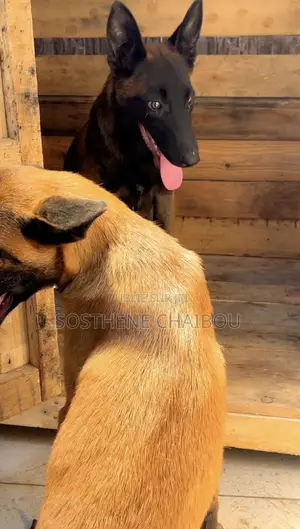 3-6 mois Homme Pure race Belgian Sheepdog