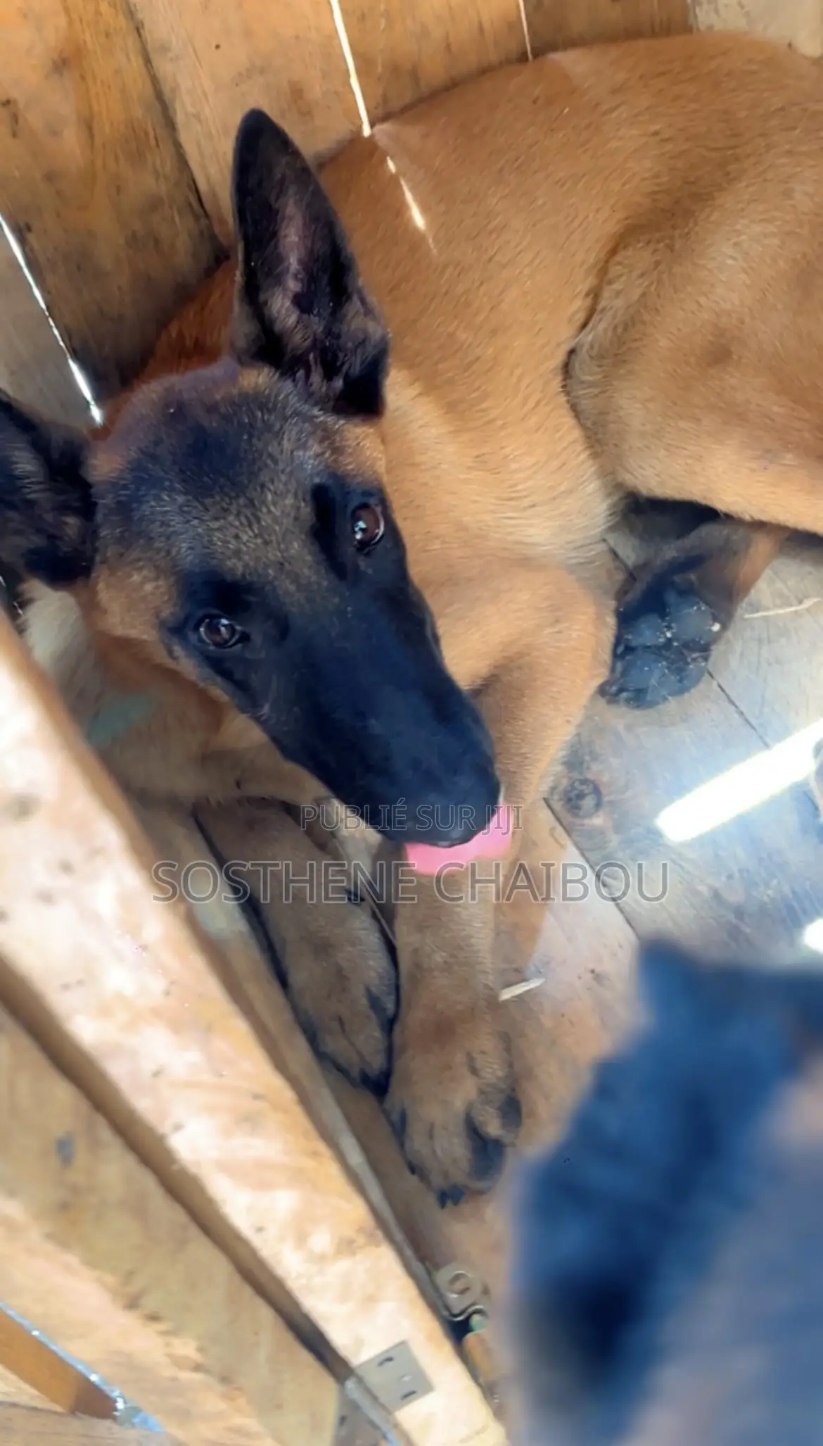 3-6 mois Homme Pure race Belgian Sheepdog