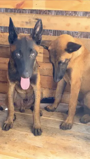 3-6 mois Homme Pure race Belgian Sheepdog