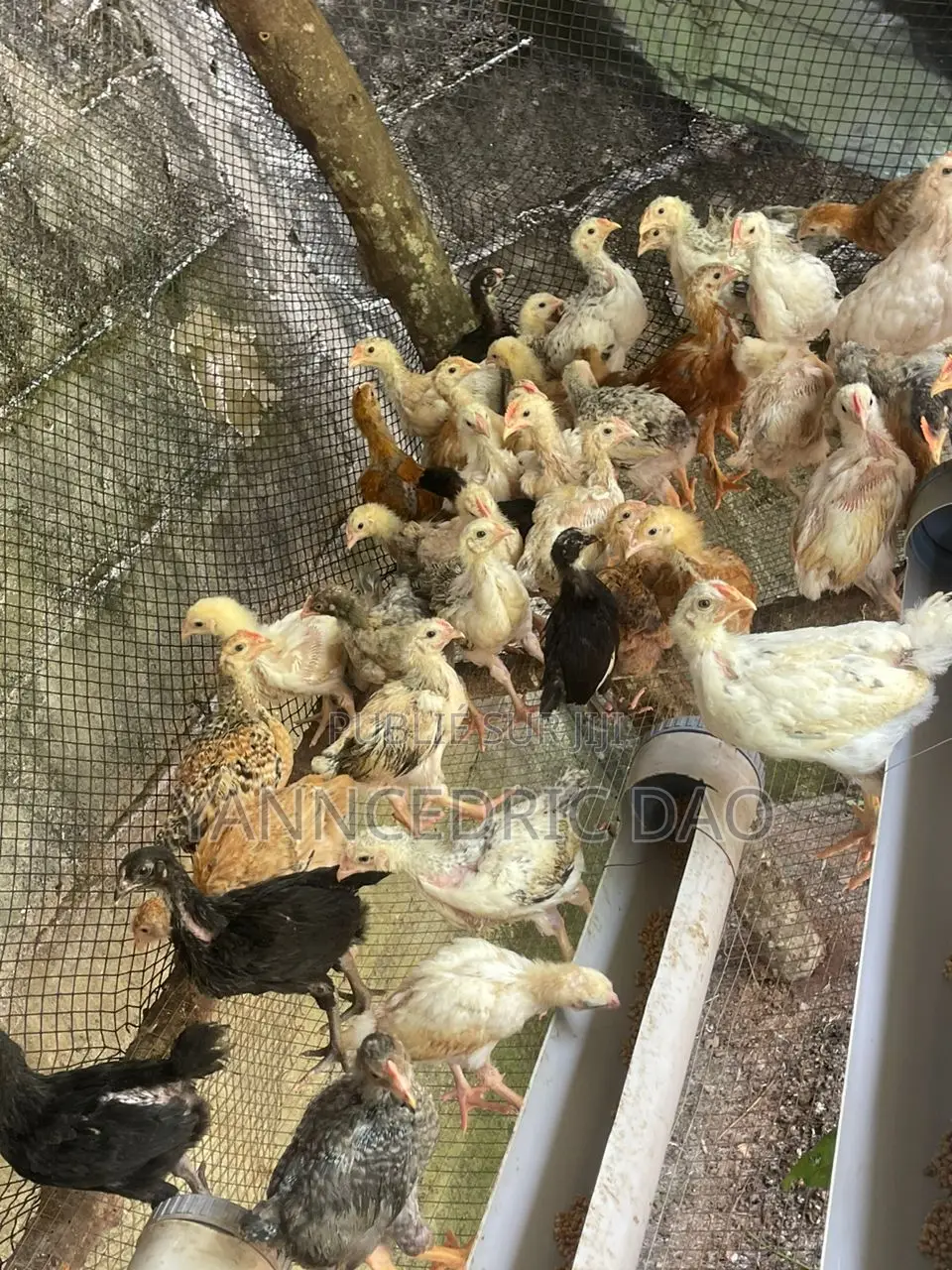 Poussin De 1 Mois Fini Le Chauffage Et Vacciné