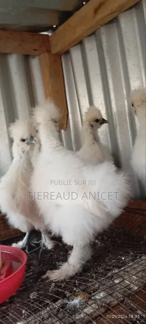 Poules Nègre Soie