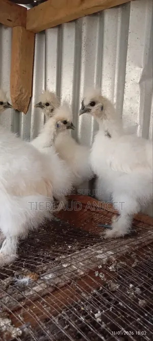 Poules Nègre Soie
