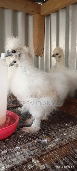 Poules Nègre Soie