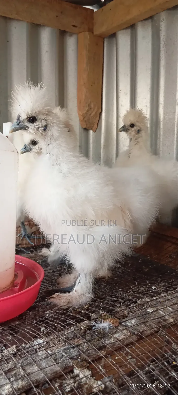 Poules Nègre Soie