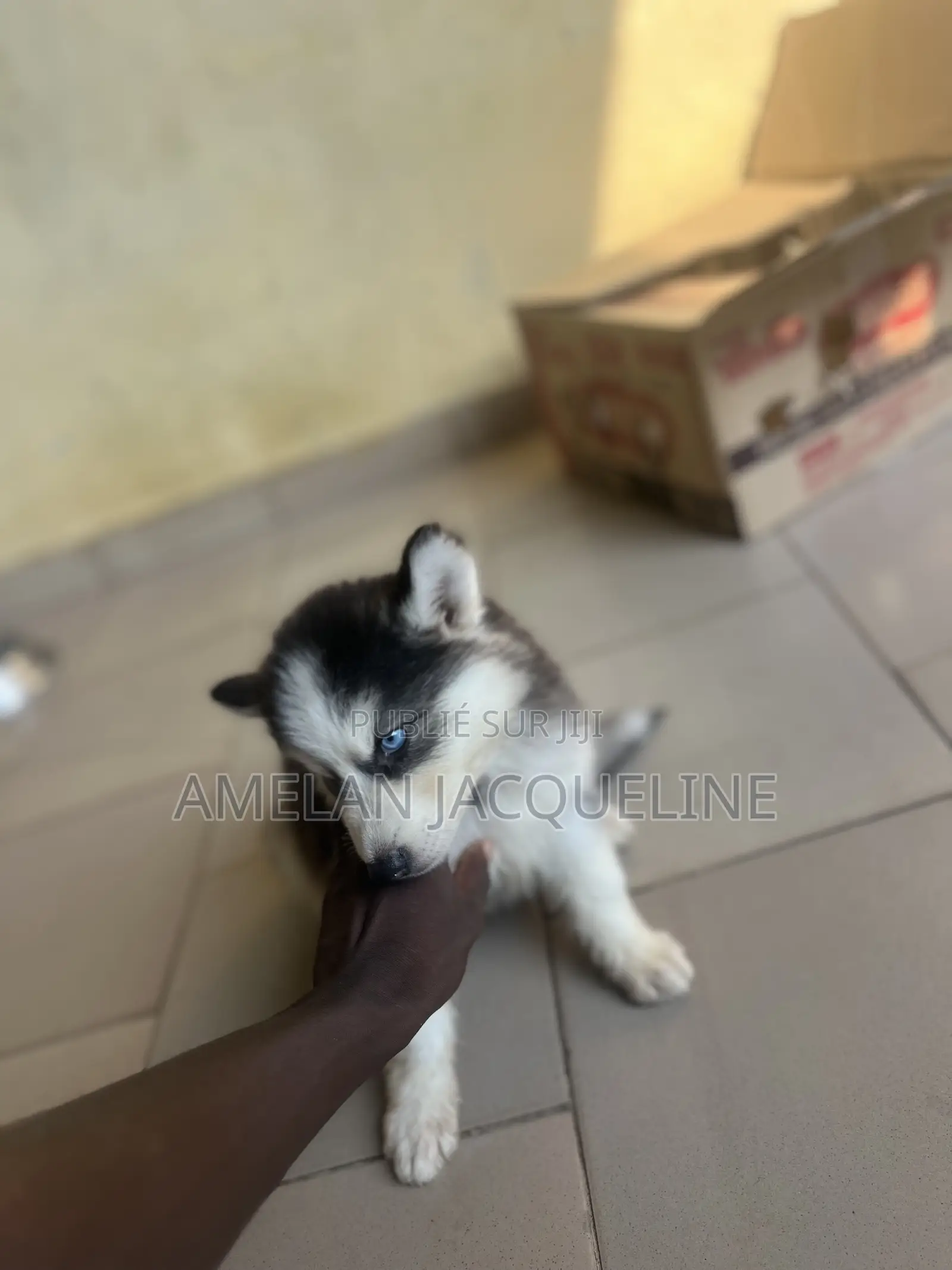 1-3 mois Femme Pure race Siberian Husky