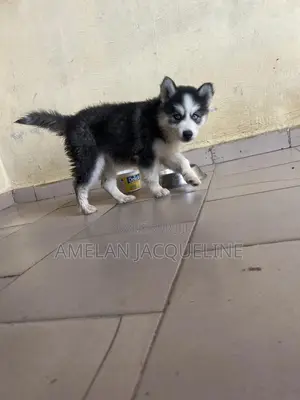 1-3 mois Femme Pure race Siberian Husky