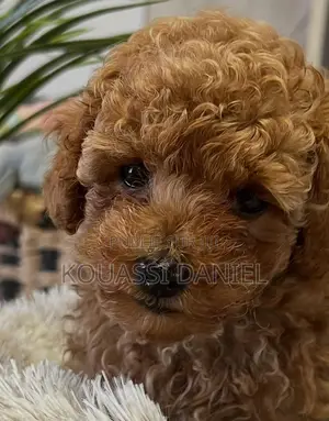 0-1 mois Femme Pure race Bichon Frise