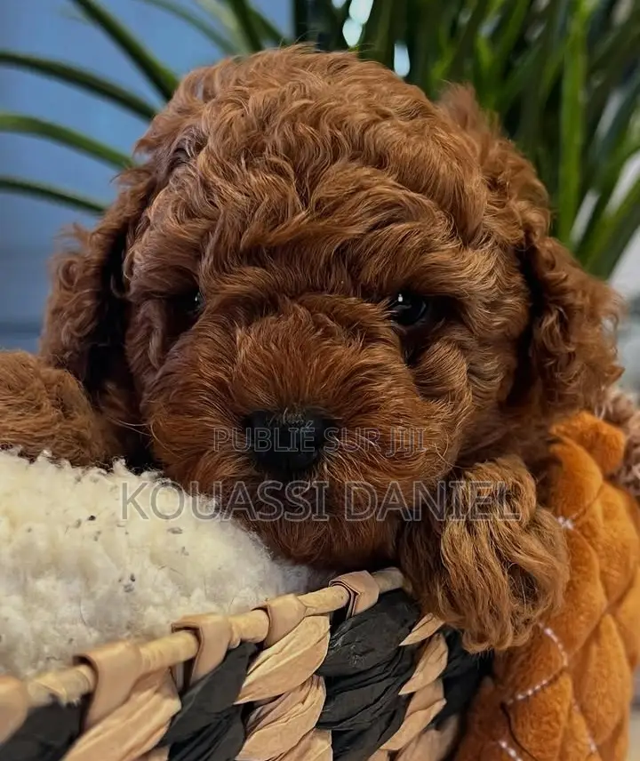 0-1 mois Femme Pure race Bichon Frise