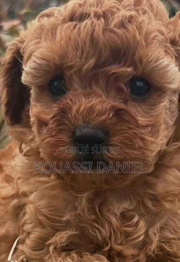 0-1 mois Femme Pure race Bichon Frise