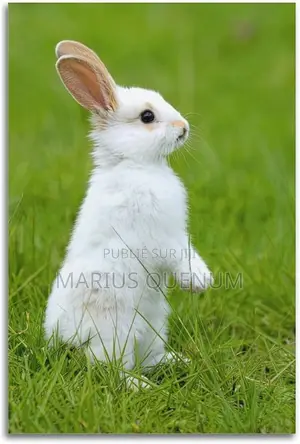 Vente De Lapin