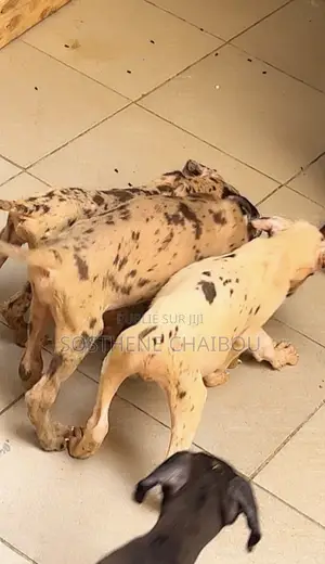 1-3 mois Femme Pure race Great Dane