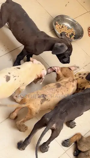 1-3 mois Femme Pure race Great Dane