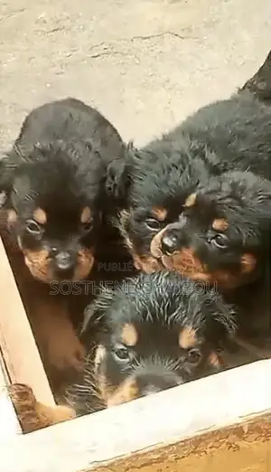 1-3 mois Homme Pure race Rottweiler