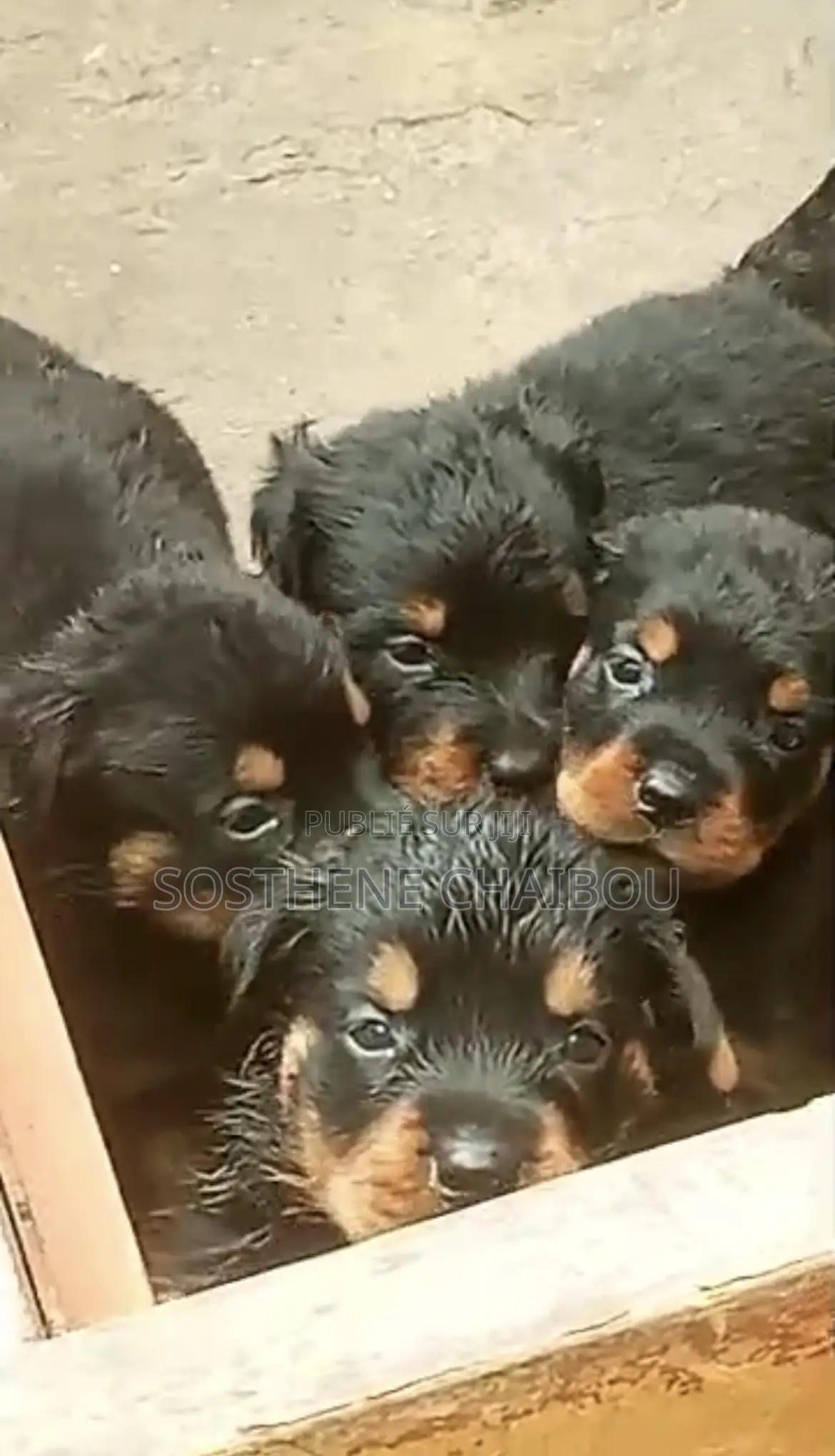 1-3 mois Homme Pure race Rottweiler