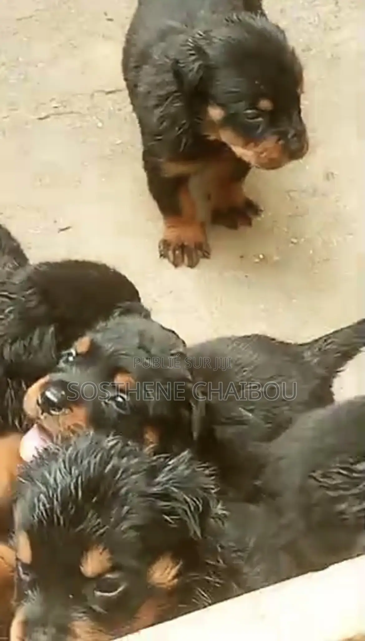 1-3 mois Homme Pure race Rottweiler