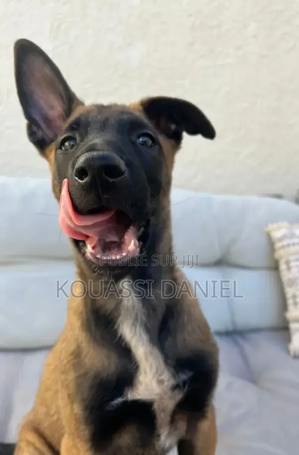 1-3 mois Femme Pure race Belgian Malinois