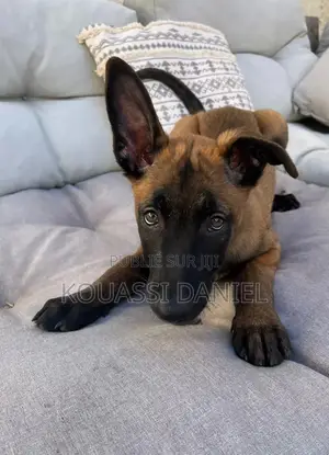 1-3 mois Femme Pure race Belgian Malinois